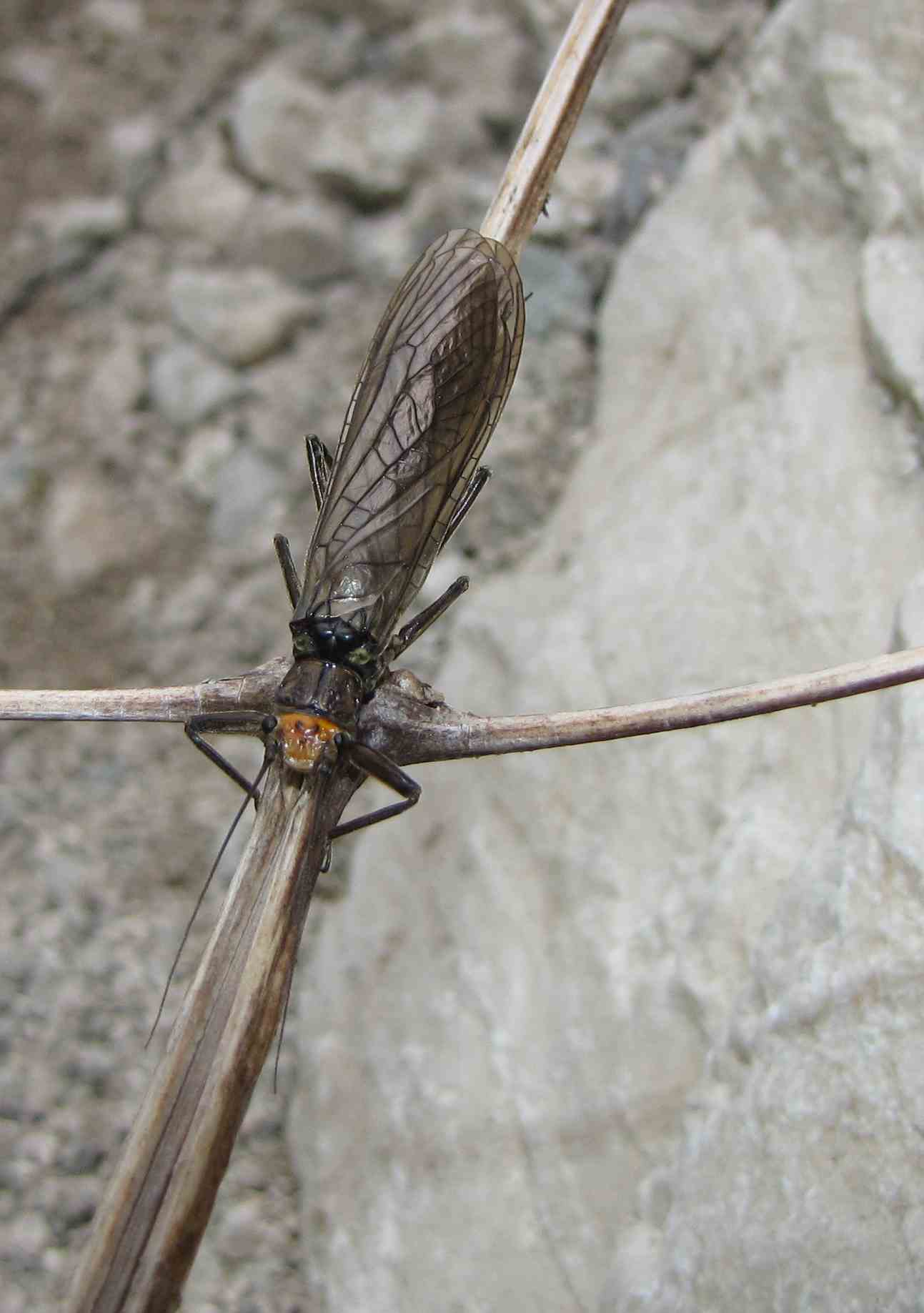 Perla grandis (Perlidae), nelle Marche